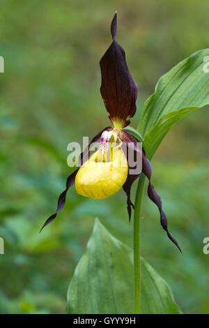 Lady's Slipper orchid (Cypripedium calceolus), Kreuzteich, Tragöss, Styrie, Autriche Banque D'Images