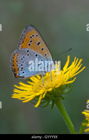 (Lycaena dispar grande) sur fleur jaune, Burgenland, Autriche Banque D'Images
