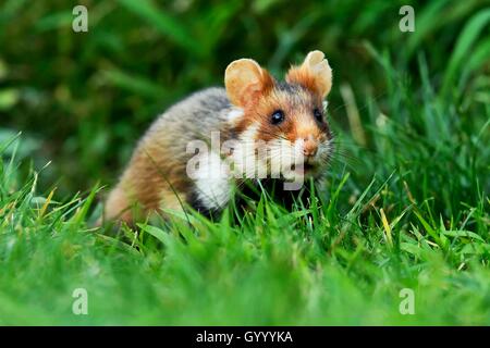 Les jeunes grand hamster (Cricetus cricetus) assis dans un pré, Autriche Banque D'Images