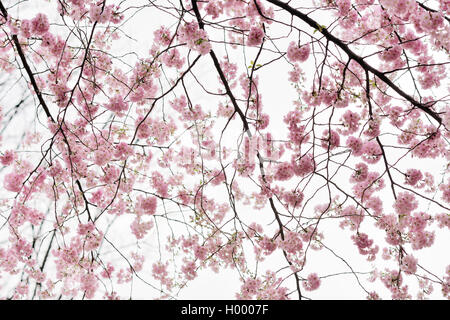 Les fleurs de cerisier (Prunus subhirtella), Tyrol, Autriche Banque D'Images