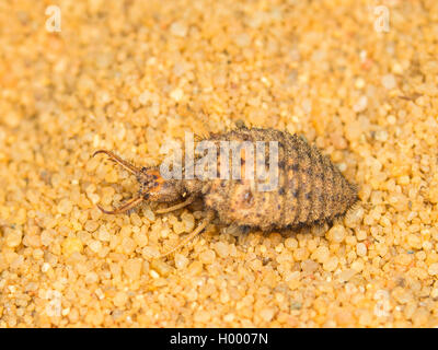 Antlion Euroleon nostras (européenne), larves matures, assis dans le sable, Allemagne Banque D'Images