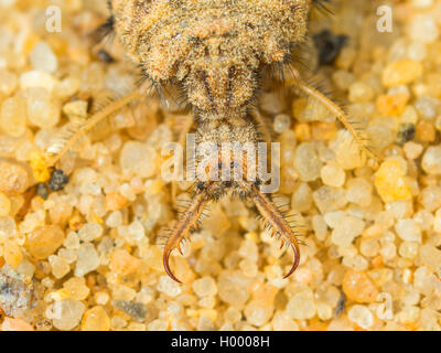 Antlion Euroleon nostras (européenne), larves matures, assis dans le sable, le rostre, Allemagne Banque D'Images