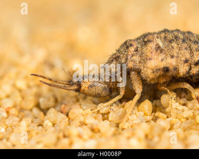 Antlion Euroleon nostras (européenne), larves matures, assis dans le sable, Allemagne Banque D'Images