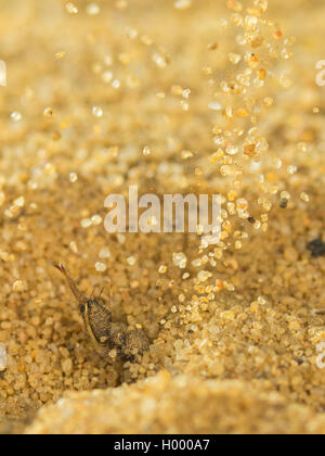 Antlion Euroleon nostras (européenne), Antlion (larves matures) construit un puits conique dans le sol sableux, sable de hurling, Allemagne Banque D'Images