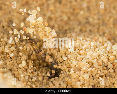 Antlion Euroleon nostras (européenne), Antlion (larves matures) construit un puits conique dans le sol sableux, sable de hurling, Allemagne Banque D'Images