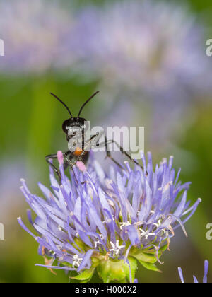 Du sable sur le terrain (Guêpe Ammophila campestris), femme qui se nourrissent de peu de brebis (Jasione montana) Scabiosus, Allemagne Banque D'Images