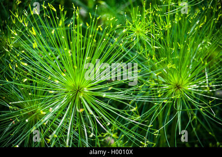 Equisetum arvense plante Banque D'Images