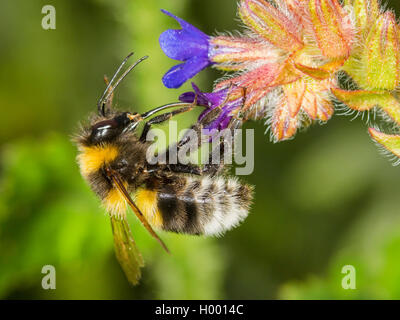 Petit jardin de bourdons (Bombus hortorum), Jardin Bumblebee qui se nourrissent de Vipérine commune Anchusa officinalis (commune), Allemagne Banque D'Images