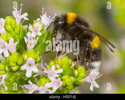 Le cerf de bourdons (Bombus lucorum), le cerf de bumblebee nourriture travailleur sur Majoram, Allemagne Banque D'Images