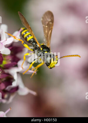 Cinq lignes Queue Digger Wasp (Cerceris quinquefasciata), homme qui se nourrissent de l'origan (Origanum vulgare), Allemagne Banque D'Images