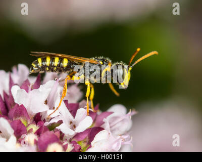 Cinq lignes Queue Digger Wasp (Cerceris quinquefasciata), homme qui se nourrissent de l'origan (Origanum vulgare), Allemagne Banque D'Images