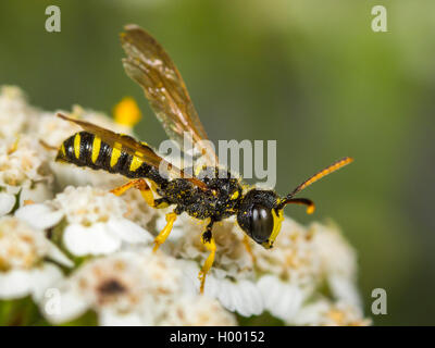 Cinq lignes Queue Digger Wasp (Cerceris quinquefasciata), homme qui se nourrissent de l'Achillea millefolium Achillée (commune), Allemagne Banque D'Images