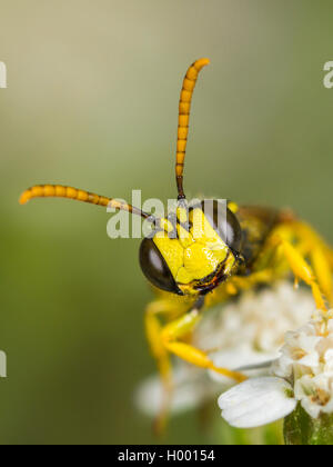 Cinq lignes Queue Digger Wasp (Cerceris quinquefasciata), homme qui se nourrissent de l'Achillea millefolium Achillée (commune), Allemagne Banque D'Images