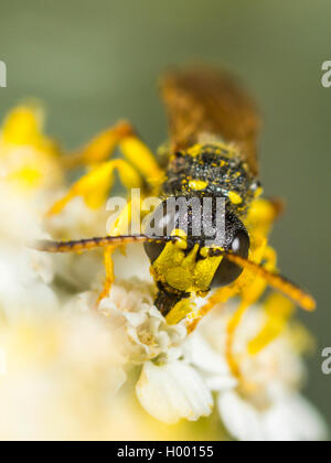 Cinq lignes Queue Digger Wasp (Cerceris quinquefasciata), homme qui se nourrissent de l'Achillea millefolium Achillée (commune), Allemagne Banque D'Images