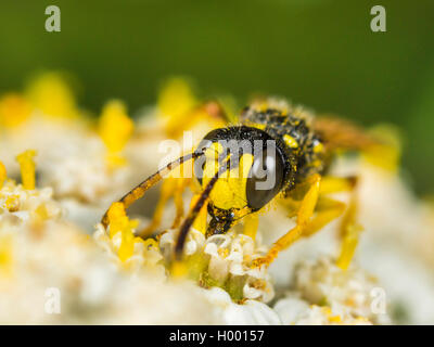 Cinq lignes Queue Digger Wasp (Cerceris quinquefasciata), homme qui se nourrissent de l'Achillea millefolium Achillée (commune), Allemagne Banque D'Images