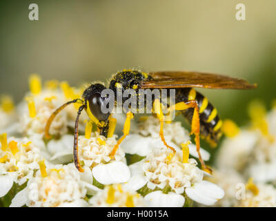 Cinq lignes Queue Digger Wasp (Cerceris quinquefasciata), homme qui se nourrissent de l'Achillea millefolium Achillée (commune), Allemagne Banque D'Images