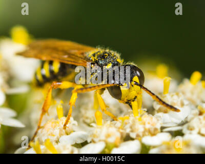 Cinq lignes Queue Digger Wasp (Cerceris quinquefasciata), homme qui se nourrissent de l'Achillea millefolium Achillée (commune), Allemagne Banque D'Images