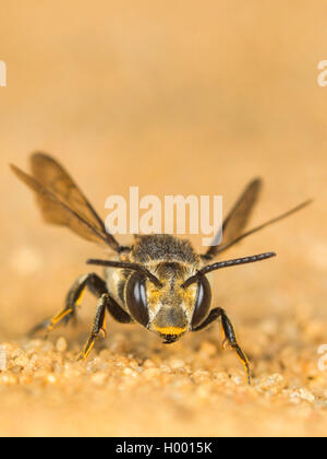 Megachilidae (Coelioxys conoidea), Femme assise sur un sol sableux, Allemagne Banque D'Images