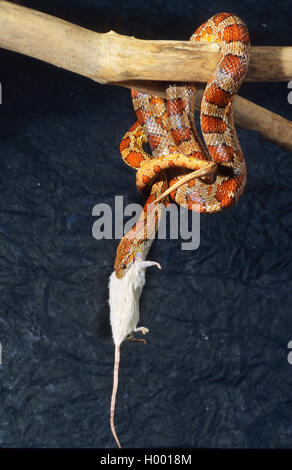 (Elaphe guttata serpent de maïs, Pantherophis guttatus), engloutissant une souris blanche Banque D'Images