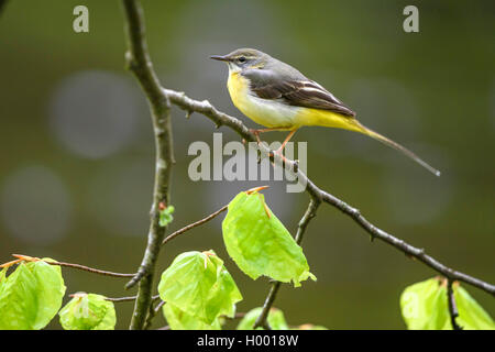 Bergeronnette des ruisseaux (Motacilla cinerea), assis sur une branche de hêtre, vue de côté, l'Allemagne, la Bavière Banque D'Images