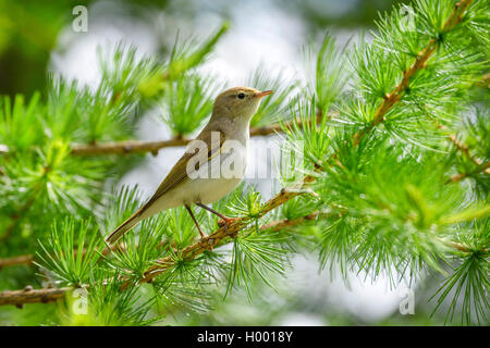 Bonelli's Warbler (Phylloscopus bonelli), homme assis sur un rameau de mélèze, vue de côté, l'Allemagne, la Bavière Banque D'Images