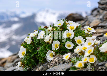 Glacier Crowfoot (Ranunculus glacialis), blooming, Autriche Banque D'Images