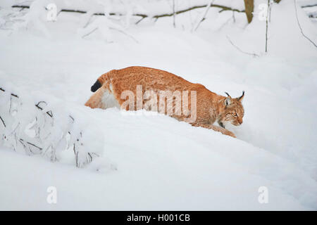 Carpates du lynx (Lynx lynx carpathicus), marcher dans la neige, vue de côté, l'Allemagne, la Bavière, le parc national Bayerischer Wald Banque D'Images