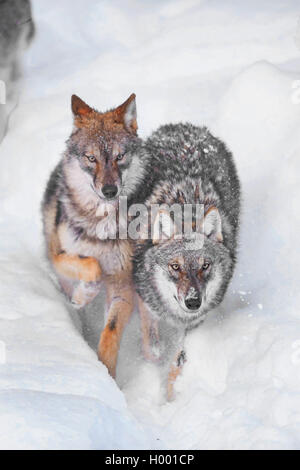 Le loup gris d'Europe (Canis lupus lupus), deux loups à marcher ensemble dans la neige, en Allemagne, en Bavière, le parc national Bayerischer Wald Banque D'Images