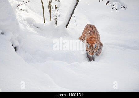 Carpates du lynx (Lynx lynx carpathicus), marcher dans la neige, vue de face, l'Allemagne, la Bavière, le parc national Bayerischer Wald Banque D'Images