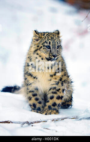 Léopard des neiges (Uncia uncia, Panthera uncia), jeune animal dans la neige Banque D'Images