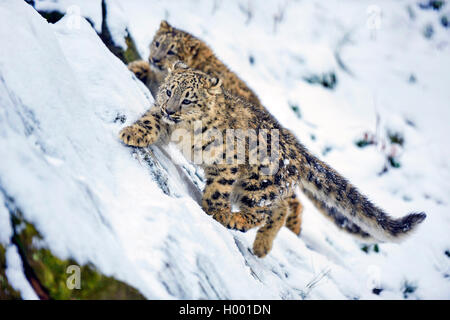 Léopard des neiges (Uncia uncia, Panthera uncia), deux jeunes animaux dans la neige Banque D'Images