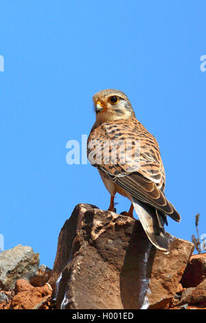 Cap-vert plus Kestrel, Alexander's crécerelle (Falco tinnunculus alexandri, Falco alexandri), est assis sur un rocher, Cap Vert, Boa Vista Banque D'Images