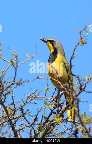 (Telophorus zeylonus bokmakierie migratrice), se trouve au sommet d'un arbre, Afrique du Sud, Western Cape Banque D'Images