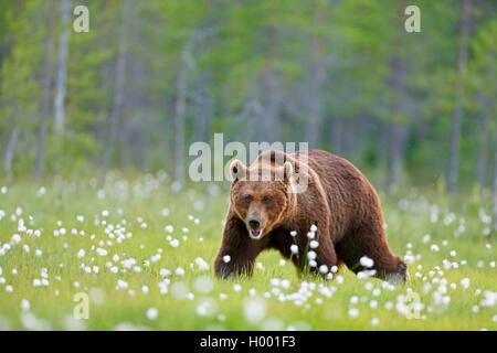 L'ours brun (Ursus arctos arctos), promenades dans une tourbière, Finlande, Vartius Banque D'Images