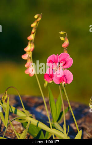 Pois vivaces à feuilles larges, éternelle peavine, pois, pois vivaces vivaces, peavine (Lathyrus latifolius), la floraison, la Suède, l'Oeland Banque D'Images