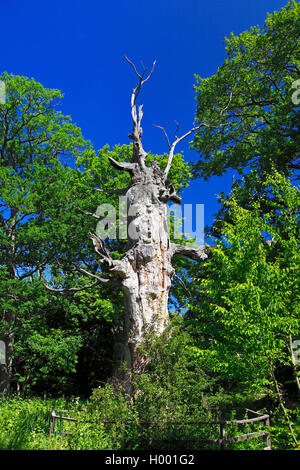 Le chêne commun, le chêne pédonculé, chêne pédonculé (Quercus robur), très vieil arbre dans Halltrops Hage réserve naturelle, la Suède, l'Oeland Banque D'Images