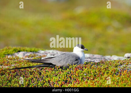 Labbe à longue queue (Stercorarius longicaudus)), siège à fjell, la Norvège, l'île de Varanger Banque D'Images