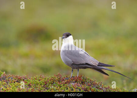 Labbe à longue queue (Stercorarius longicaudus)), debout dans fjell, la Norvège, l'île de Varanger Banque D'Images