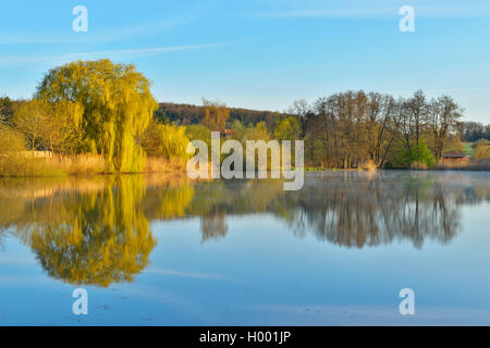 Étang du village au matin, au printemps, l'Allemagne, Bade-Wurtemberg, Odenwald, Gottersdorf Banque D'Images