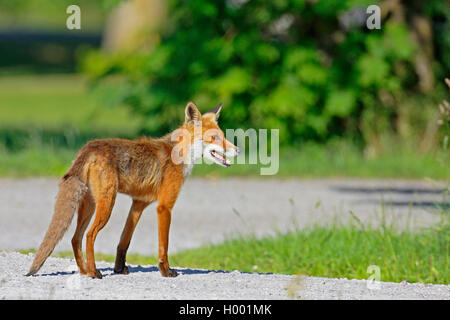 Le renard roux (Vulpes vulpes), debout sur une petite rue, vue de côté, la Suède, l'Oeland Banque D'Images