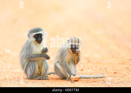 Un singe vervet, (Chlorocebus pygerythrus), paire se trouve sur le terrain, Afrique du Sud, Eastern Cape, Camdeboo National Park Banque D'Images