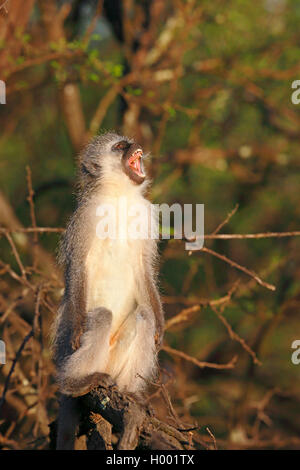 Un singe vervet, (Chlorocebus pygerythrus), le bâillement monkey se trouve dans un arbre dans le soleil du matin, Afrique du Sud, Eastern Cape, Camdeboo National Park Banque D'Images