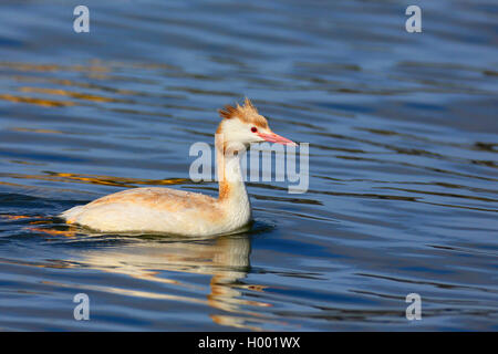 Grèbe huppé (Podiceps cristatus), leucism, natation leucistic bigarré, Pays-Bas, Frise Banque D'Images