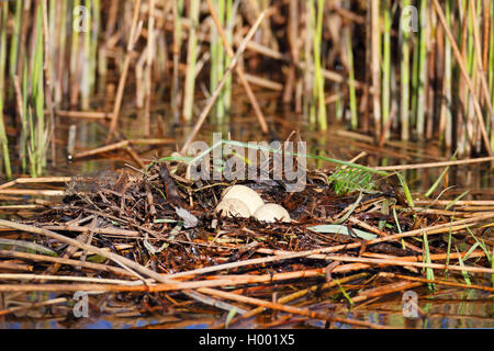 Grèbe huppé (Podiceps cristatus), nid avec des oeufs à reed, Pays-Bas, Frise Banque D'Images