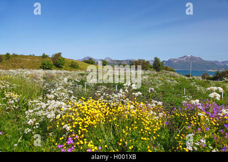 Flower meadow, Norvège, Tromsoe, Hillesoya Banque D'Images