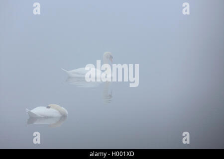 Mute swan (Cygnus olor), une ou deux dans le brouillard, le Flevoland, Pays-Bas Banque D'Images