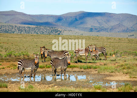 Zèbre de montagne du cap, zèbre de montagne (Equus zebra zebra), troupeau à un étang, Afrique du Sud, Eastern Cape, Mountain Zebra National Park Banque D'Images