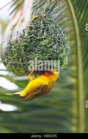 Cape weaver (Ploceus capensis), homme construisent le nid, Afrique du Sud, Knysna Banque D'Images