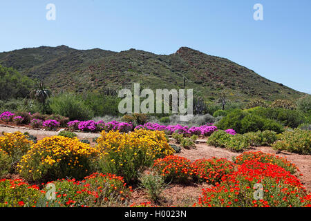 Jardin botanique du Désert du Karoo, Afrique du Sud, Western Cape, Worcester Banque D'Images