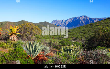 Jardin botanique du Désert du Karoo, Afrique du Sud, Western Cape, Worcester Banque D'Images